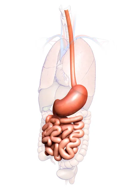 3Dレンダリング 胃や小腸の医学的に正確なイラスト — ストック写真