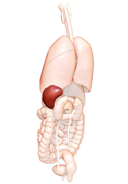 Renderizado Ilustración Médicamente Precisa Anatomía Del Bazo —  Fotos de Stock