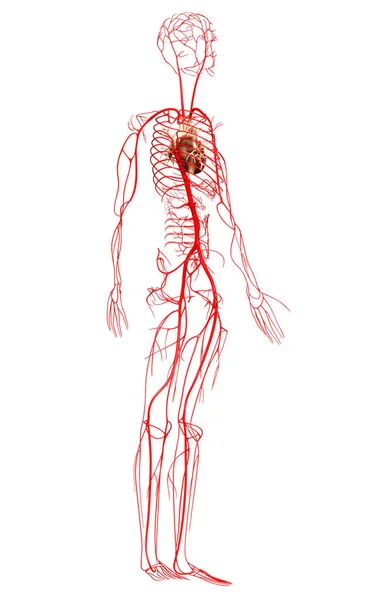 Representada Ilustración Médicamente Precisa Las Arterias —  Fotos de Stock