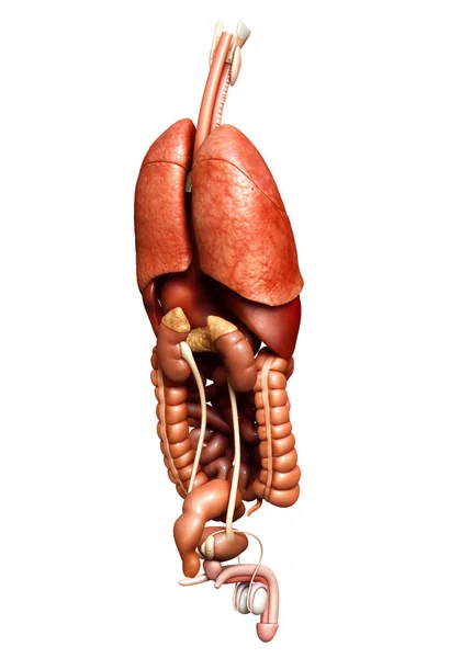 Gerenderte Medizinisch Korrekte Darstellung Der Inneren Organe — Stockfoto