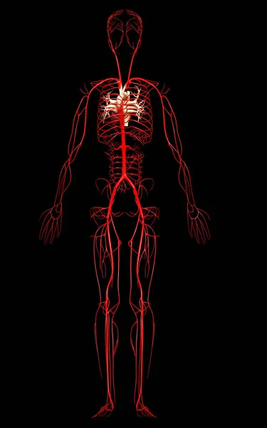 Gerenderte Medizinisch Korrekte Darstellung Von Arterien — Stockfoto