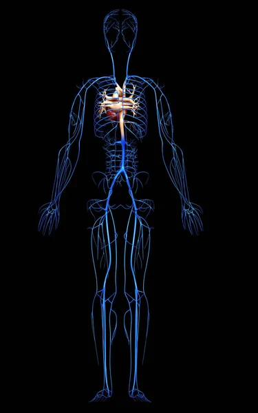 Renderizado Ilustración Médicamente Precisa Las Venas — Foto de Stock