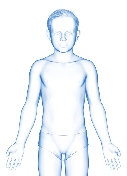 3D演示了这个小男孩的身体 — 图库照片