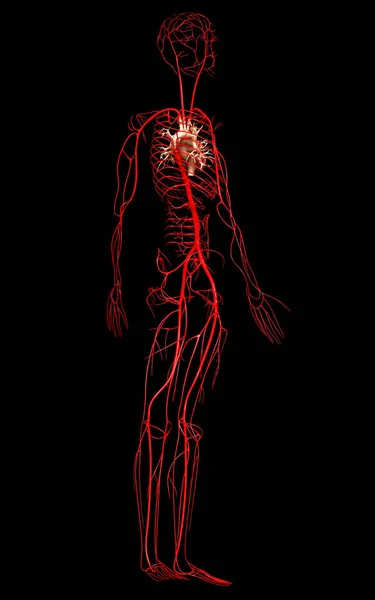 Gjort Medicinsk Korrekt Illustration Arterier - Stock-foto