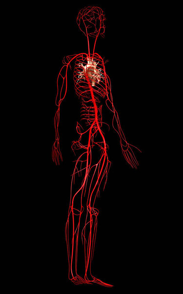 3d оказана медицинская точная иллюстрация артерий
