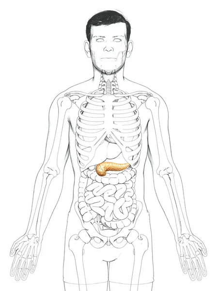 Reso Illustrazione Clinicamente Accurata Pancreas Maschile — Foto Stock