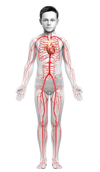 Renderizado Ilustración Médicamente Precisa Las Arterias Del Muchacho Joven —  Fotos de Stock
