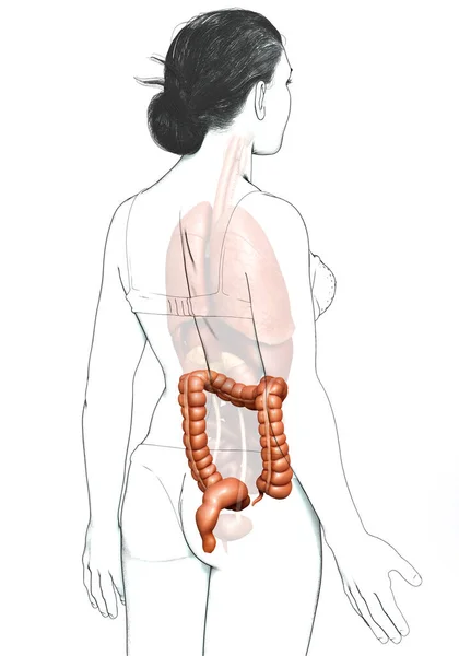 Tıbbi Olarak Kadın Kalın Bağırsak Anatomisini Gösteriyor — Stok fotoğraf