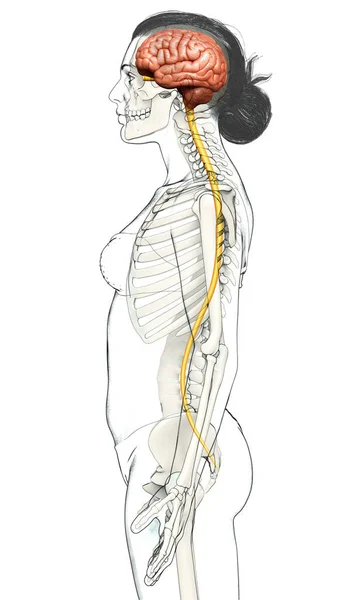 Rendu Illustration Médicalement Précise Cerveau — Photo