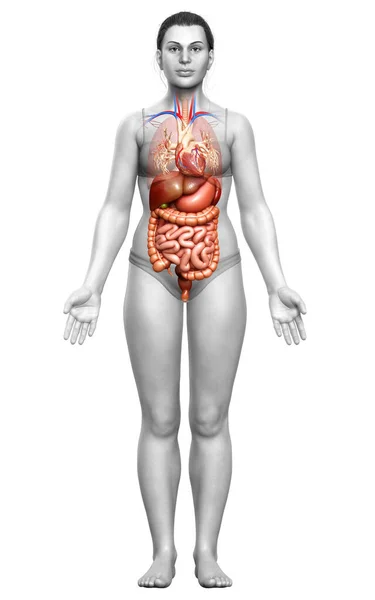 Rendered Medically Accurate Illustration Female Digestive System Heart — Stock Photo, Image