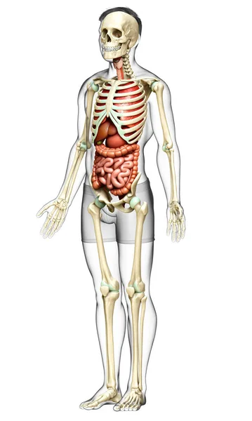 Renderizado Ilustración Médicamente Precisa Los Órganos Internos Masculinos Sistema Esquelético —  Fotos de Stock