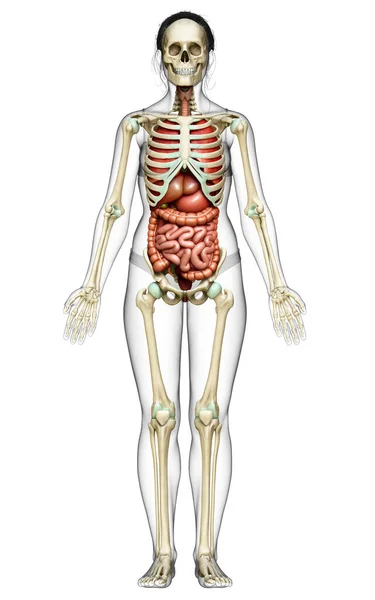 Renderizado Ilustración Médicamente Precisa Órganos Internos Femeninos Esqueleto Syste —  Fotos de Stock
