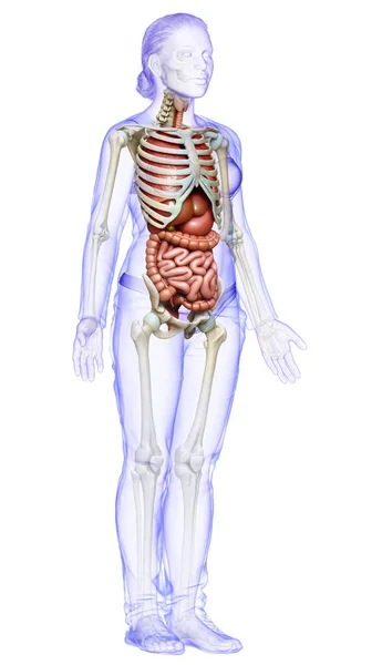 Orvosilag Pontos Illusztrációja Női Belső Szervek Csontváz Rendszer — Stock Fotó