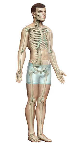 Utförd Medicinskt Korrekt Illustration Ett Manligt Skelettsystem — Stockfoto