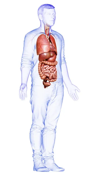 3Dは男性の医療的に正確なイラストをレンダリング 内部器官 — ストック写真