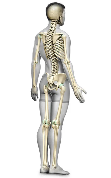 Renderowana Medycznie Dokładna Ilustracja Męskiego Układu Szkieletowego — Zdjęcie stockowe
