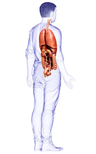 Оказана Медицинская Точная Иллюстрация Мужских Внутренних Органов — стоковое фото