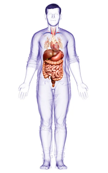 Renderizado Ilustración Médicamente Precisa Sistema Digestivo Masculino — Foto de Stock