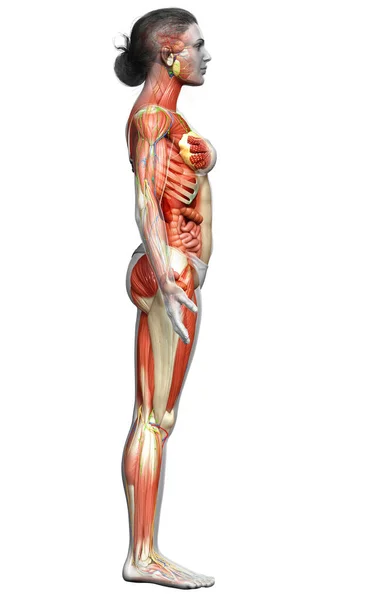 Görs Medicinskt Korrekt Den Kvinnliga Anatomin — Stockfoto