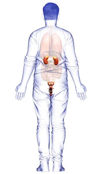 Renderizado Ilustración Médicamente Precisa Los Riñones —  Fotos de Stock