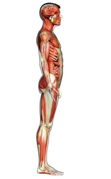 Hecho Médicamente Exacto Anatomía Masculina —  Fotos de Stock
