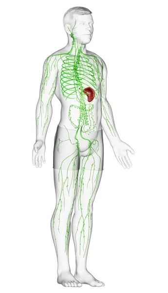 Renderizado Ilustración Médicamente Precisa Sistema Linfático Masculino — Foto de Stock