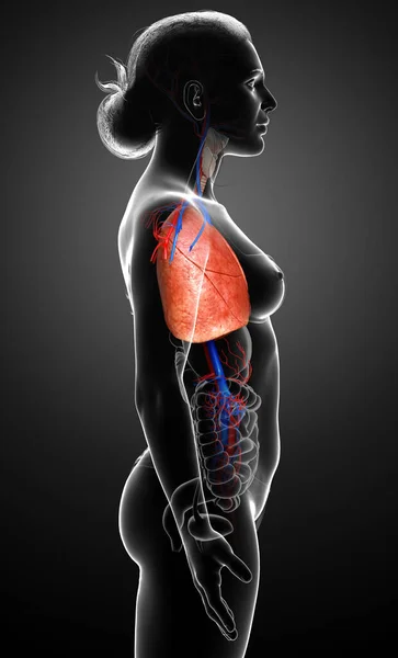 Reso Illustrazione Clinicamente Accurata Anatomia Polmonare Femminile — Foto Stock