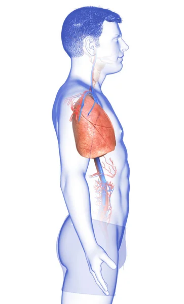 Erkek Akciğer Anatomisinin Boyutlu Tıbben Doğru Bir Örneği — Stok fotoğraf