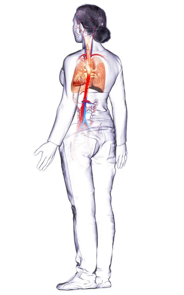 Illustration Médicalement Précise Une Anatomie Pulmonaire Féminine — Photo