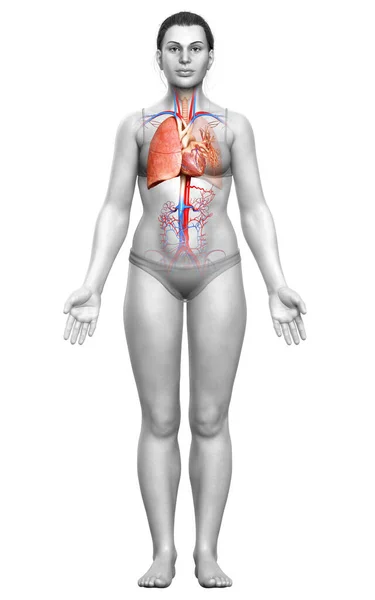 Renderizado Ilustración Médicamente Precisa Una Anatomía Pulmonar Femenina — Foto de Stock