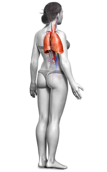 Rendered Medically Accurate Illustration Female Lung Anatomy — Stock Photo, Image