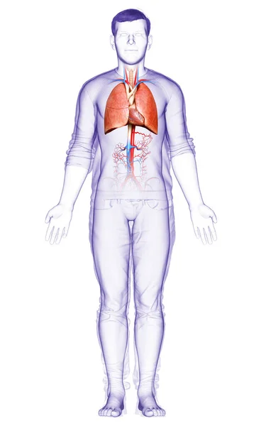 Vykreslené Lékařsky Přesné Ilustrace Mužské Plicní Anatomie — Stock fotografie