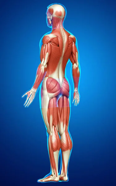 Gjorde Medicinskt Korrekt Illustration Ett Manligt Muskelsystem — Stockfoto