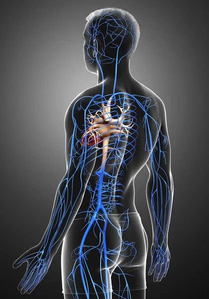 Reso Illustrazione Clinicamente Accurata Anatomia Delle Vene Maschili — Foto Stock