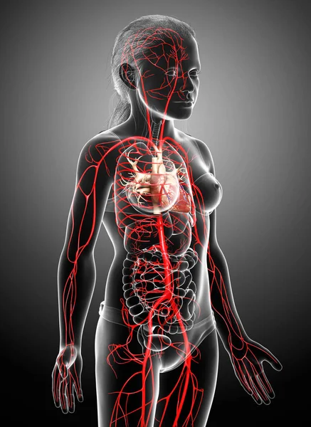 3Dレンダリング医学的に正確なイラストの若い女の子の動脈 — ストック写真