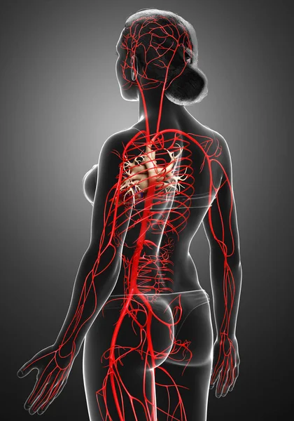 Gerenderte Medizinisch Korrekte Darstellung Weiblicher Arterien — Stockfoto