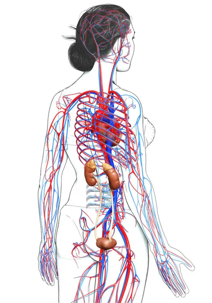 Reso Illustrazione Clinicamente Accurata Dei Reni Femminili Del Sistema Circolatorio — Foto Stock