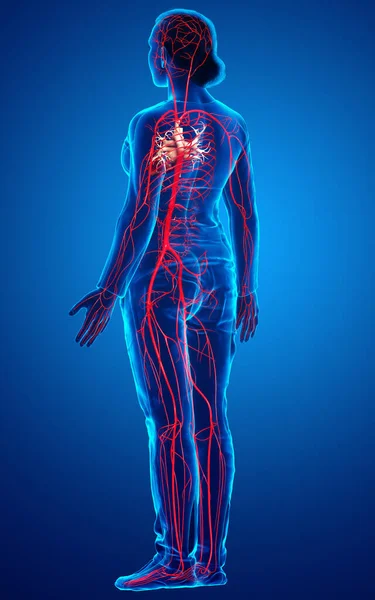 3D对女性动脉进行了准确的医学描述 — 图库照片