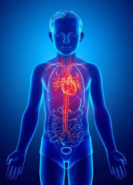 Reso Illustrazione Clinicamente Accurata Evidenziata Arancio Giovane Ragazzo Cuore Anatomia — Foto Stock