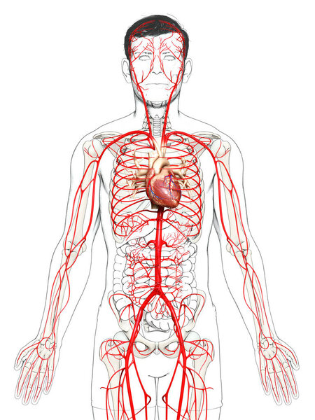 3d оказана медицинская точная иллюстрация мужских артерий
