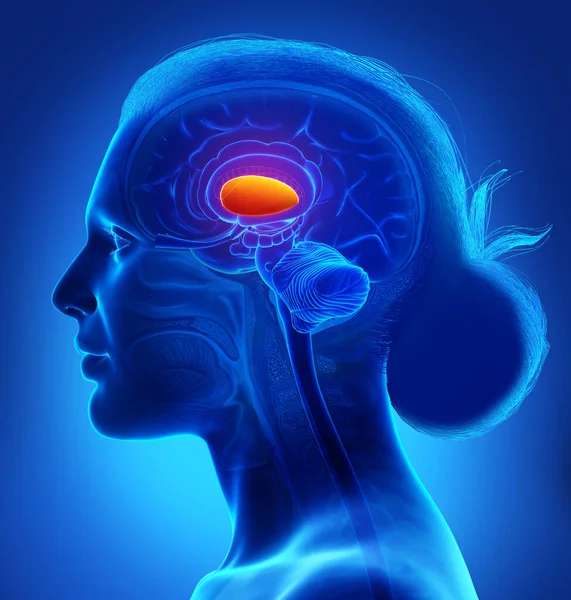 Gerenderte Medizinisch Korrekte Darstellung Einer Weiblichen Gehirnanatomie Das Putamen — Stockfoto
