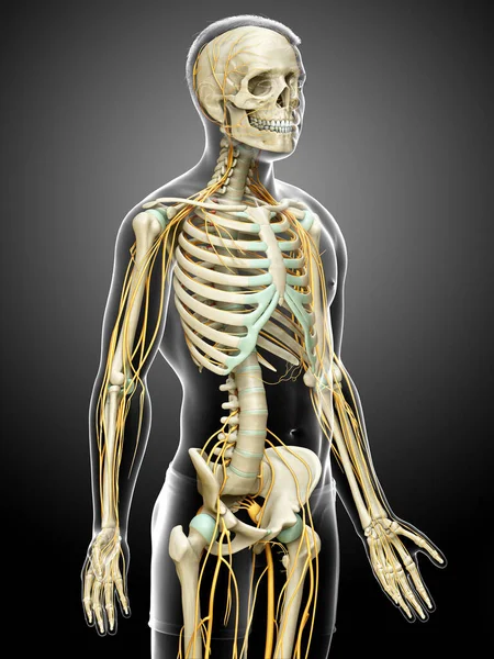 3Dは神経系と骨格系の医学的に正確なイラストをレンダリングしました — ストック写真