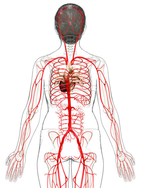 3d оказана медицинская точная иллюстрация женских артерий
