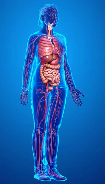 Medisch Nauwkeurige Illustratie Van Vrouwelijke Inwendige Organen Bloedsomloop — Stockfoto