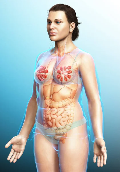 Illustration Kvinnliga Bröst Och Bröstkörtel Anatomi — Stockfoto