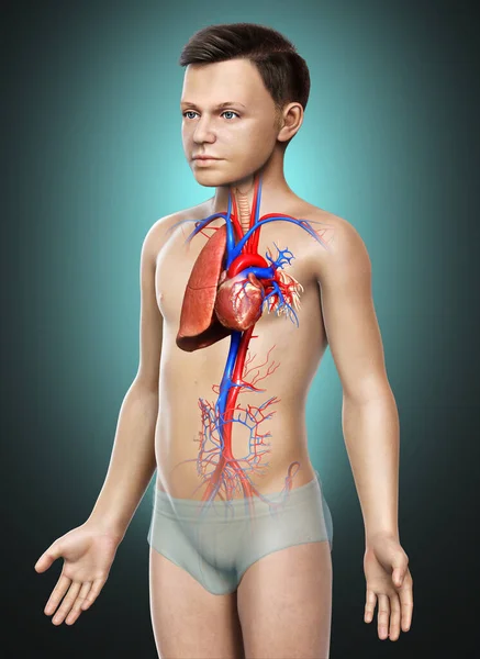 3Dレンダリング 若い男の子の肺の解剖学の医学的に正確なイラスト — ストック写真