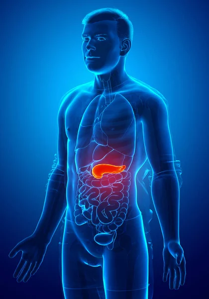 Рендеринг Медицинская Точная Иллюстрация Мужской Поджелудочной Железы — стоковое фото