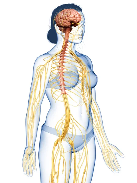 3Dは女性の神経系の医学的に正確なイラストをレンダリングしました — ストック写真