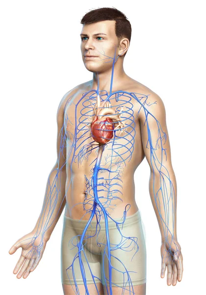 Renderowane Medycznie Dokładna Ilustracja Męskiej Anatomii Żył — Zdjęcie stockowe