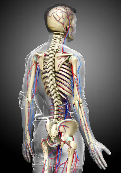 3D对男性循环系统和骨骼系统进行了医学上准确的描述 — 图库照片